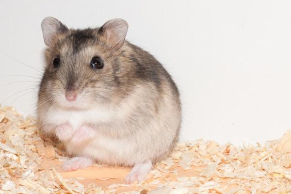 Races de hamsters - Hamster russe