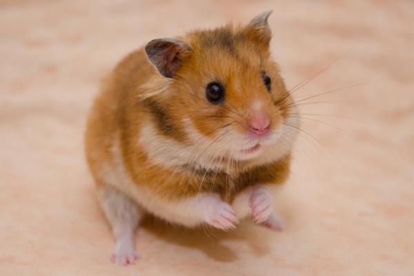 Races de hamsters - Hamster satin