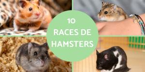 Races de hamsters
