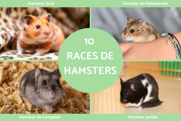 Races de hamsters