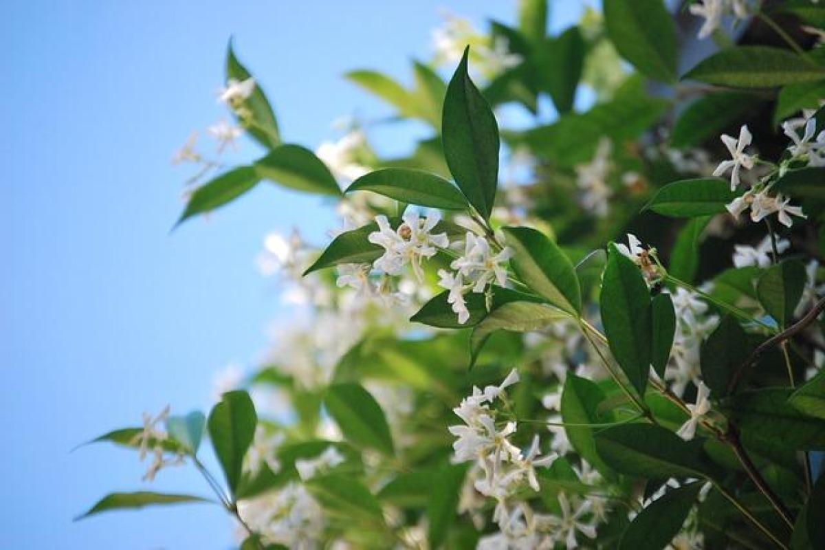 9 types de jasmin - Noms, caractéristiques et photos