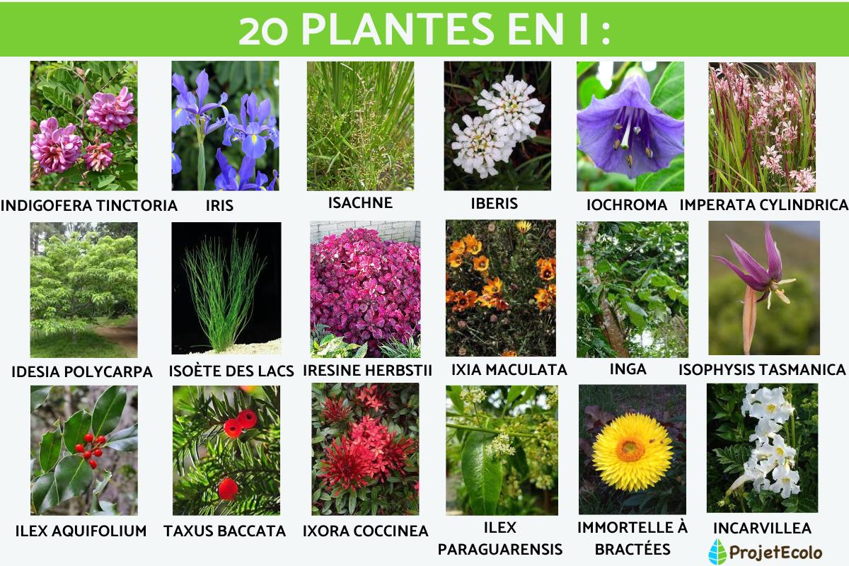 20 PLANTES en I - LISTE AVEC PHOTOS !