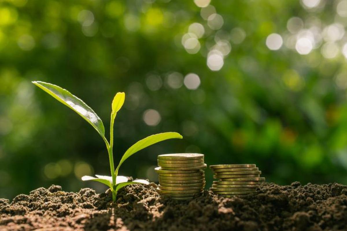 Capital naturel - Définition et exemples