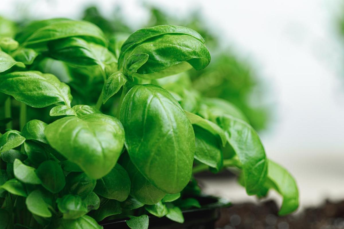 Plantes anti-mouches d'extérieur et d'intérieur