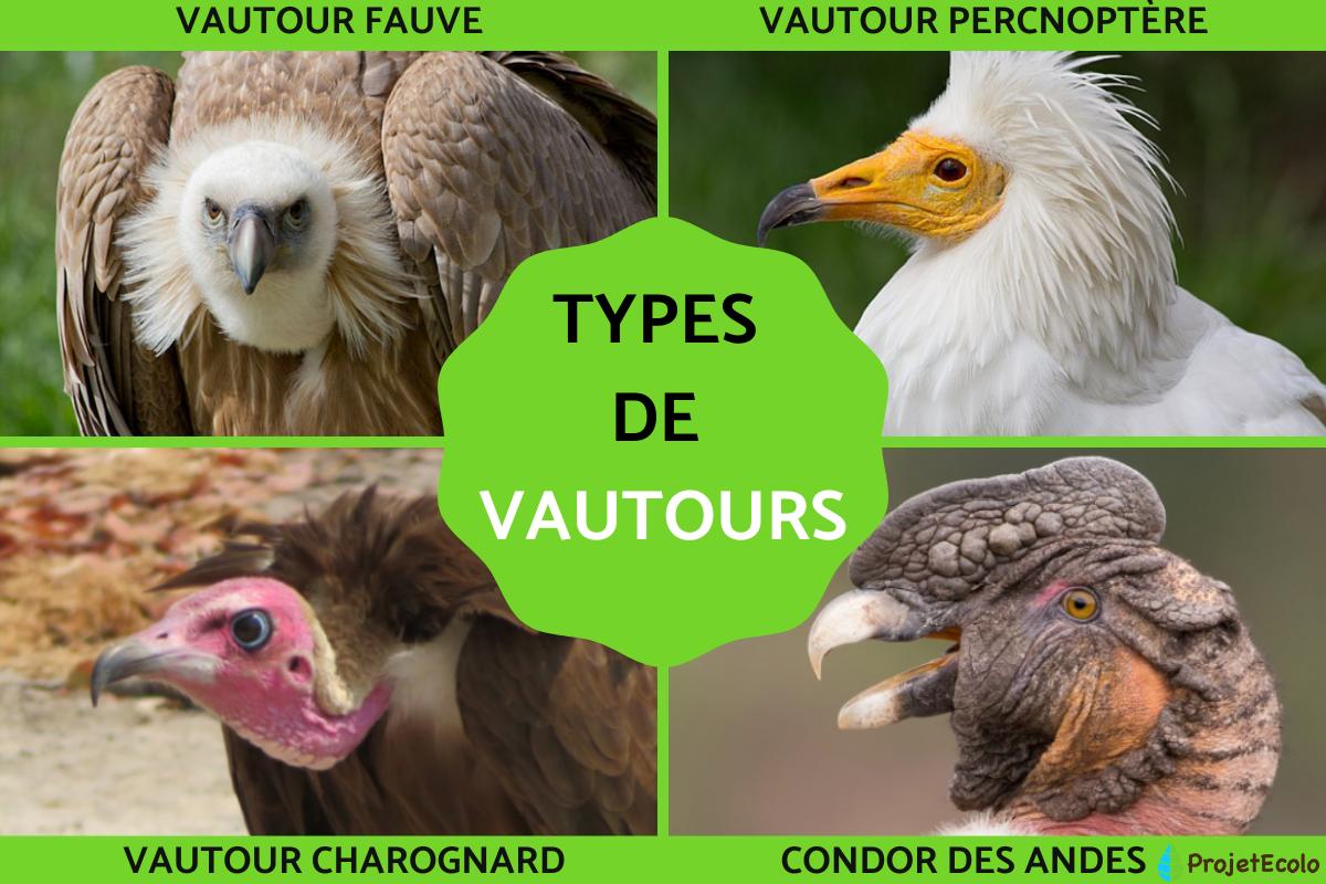 Vautours : noms, caractéristiques, photos