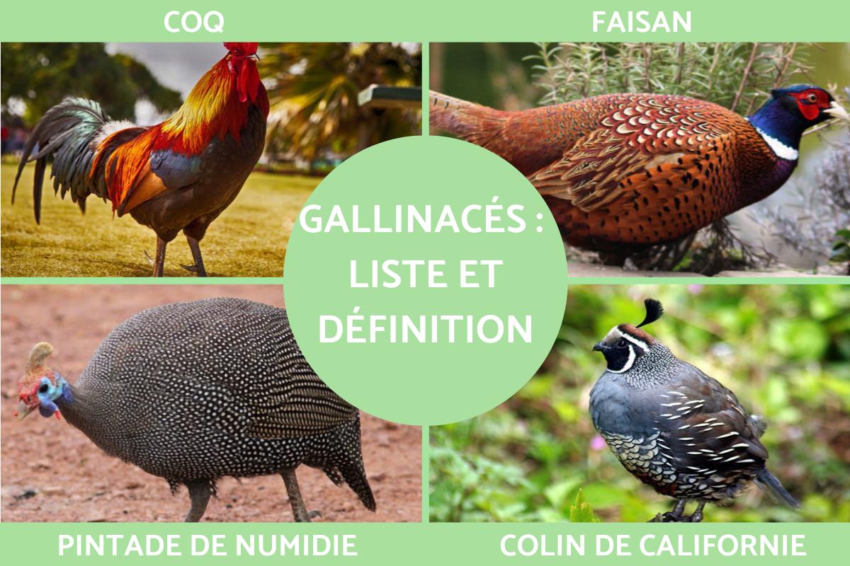 Gallinacés ou galliformes : Définition, caractéristiques, classification et liste