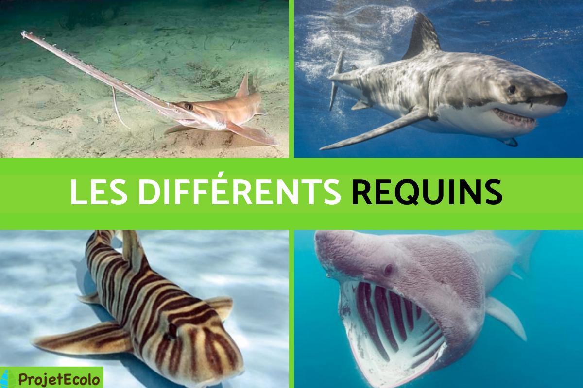 Les différents requins : noms et photos