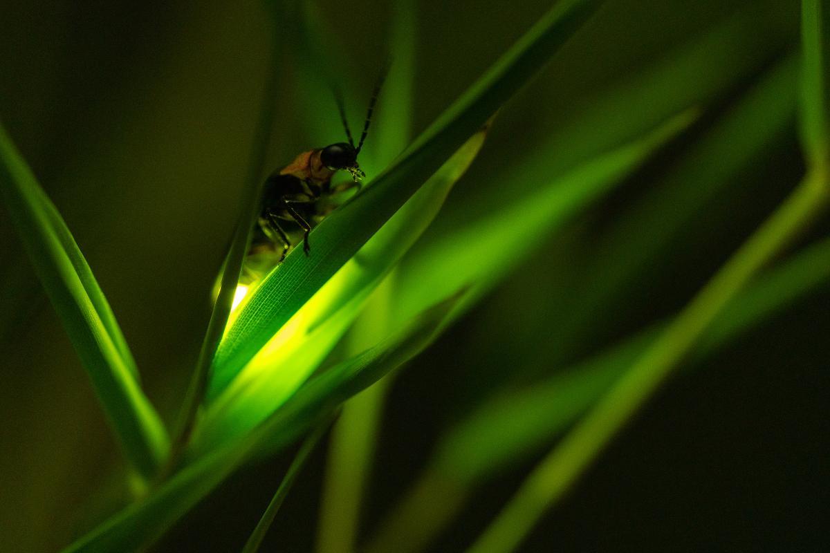 Pourquoi les lucioles brillent ? Comment les lucioles font de la lumière ? La lumière des lucioles