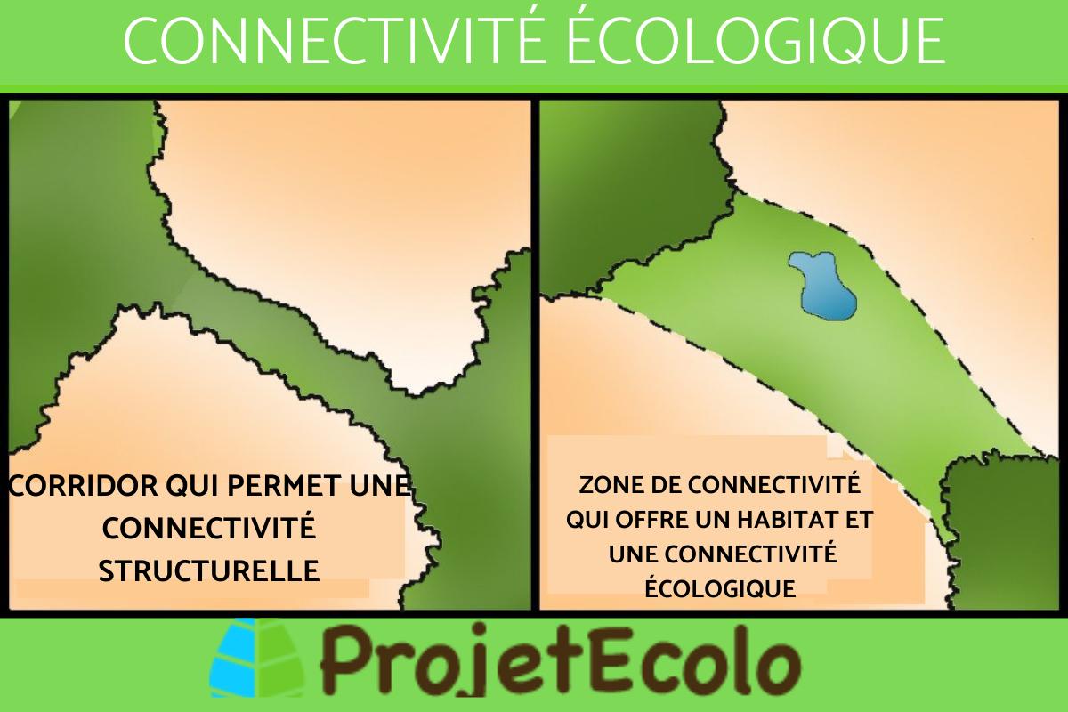 Connectivité écologique : Définition, caractéristiques et importance