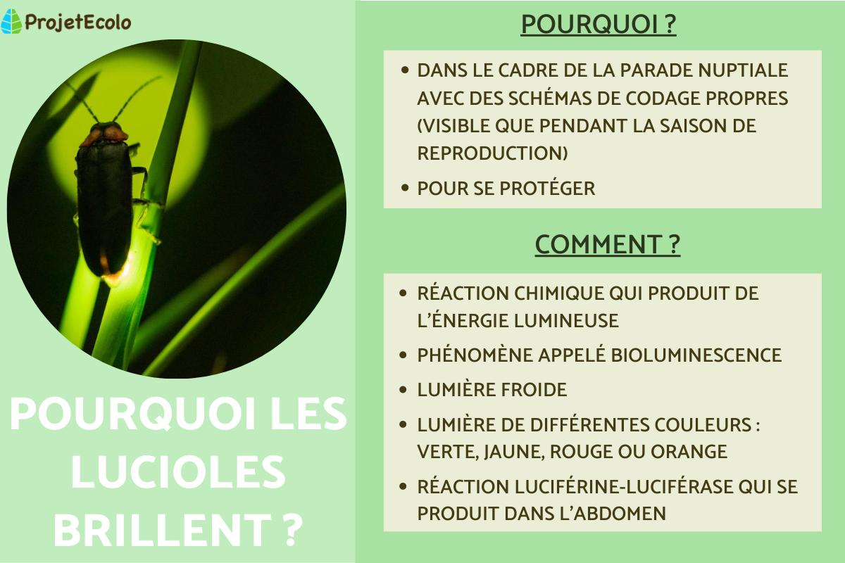 Pourquoi les lucioles brillent ?