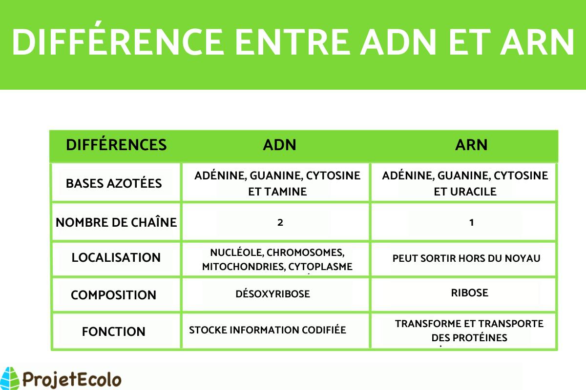Différence entre ADN et ARN