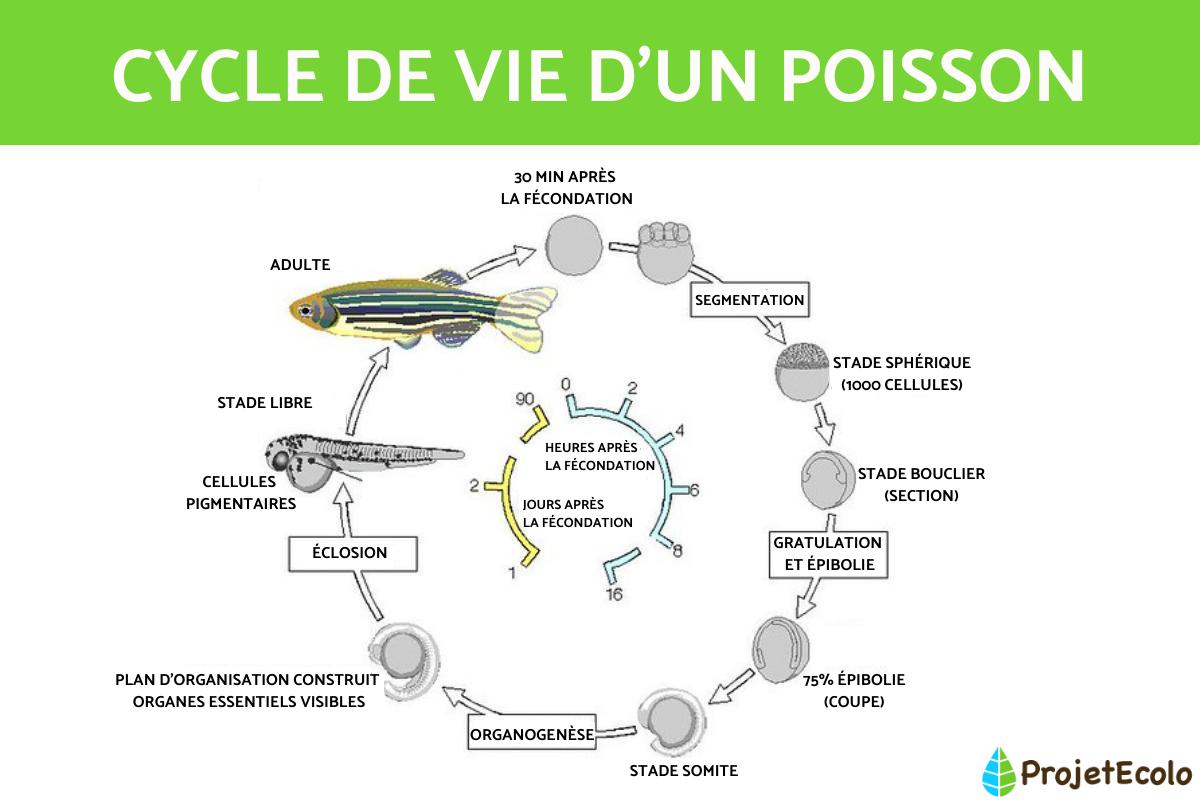 Cycle de vie d'un poisson
