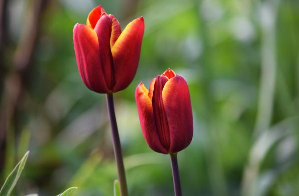 Types de tulipes - Tulipe Abu Hassan