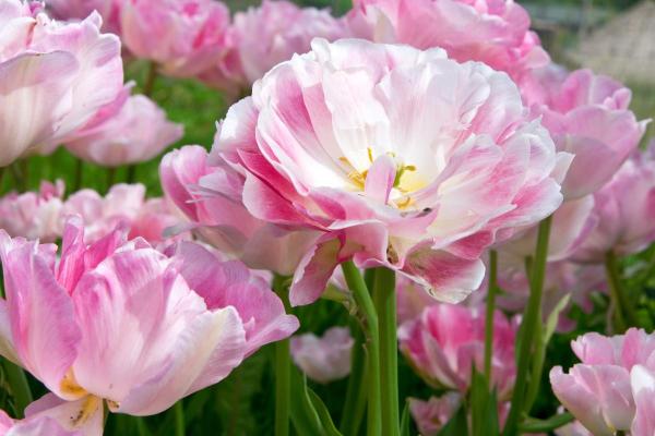 Types de tulipes - Tulipe Angélique