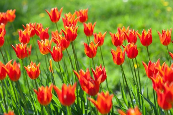 Types de tulipes - Tulipe Ballerina
