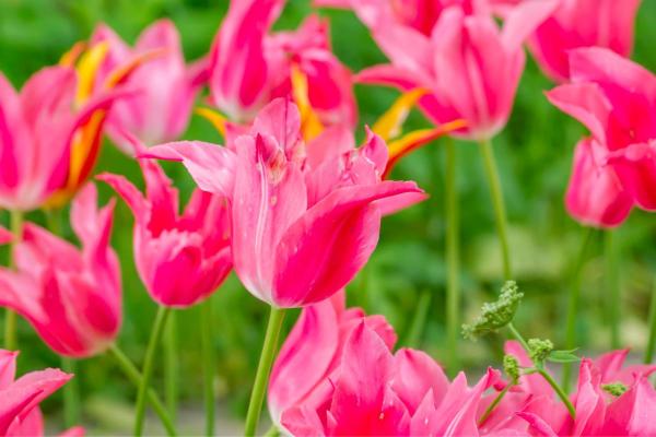 Types de tulipes - Tulipe China Pink