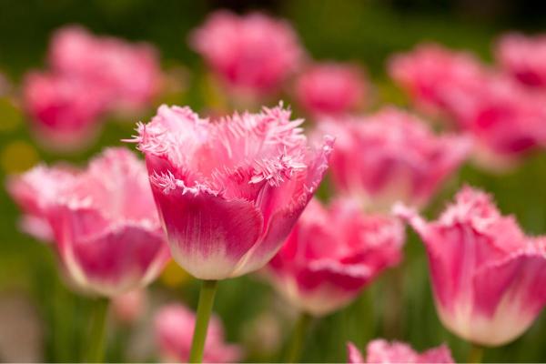 Types de tulipes - Tulipe dentelle Fancy Frills
