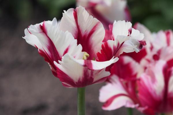 Types de tulipes - Tulipe Estella Rijnveld