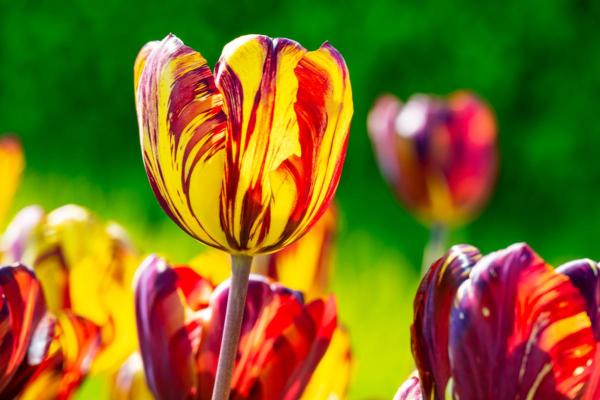Types de tulipes - Tulipe Rembrandt