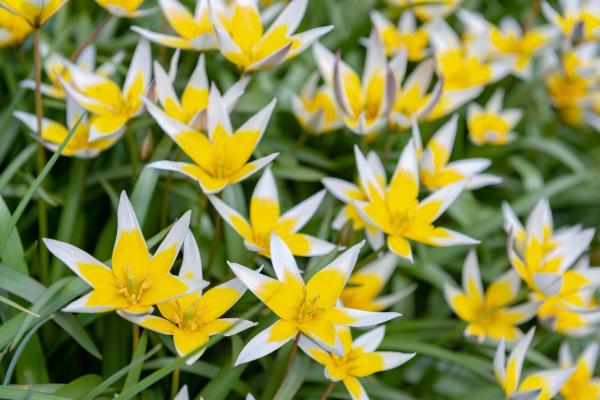 Types de tulipes - Tulipe tarda