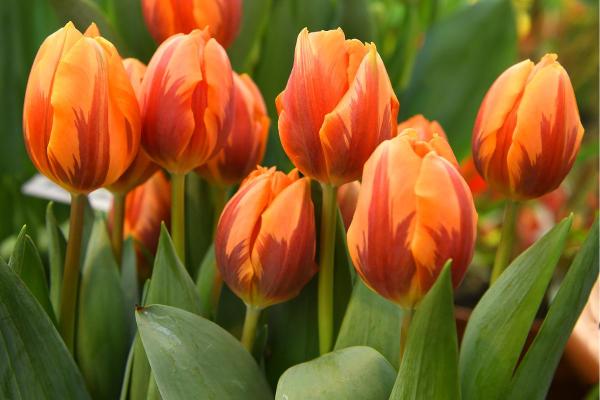 Types de tulipes - Tulipe Triomphe Princesse Irène