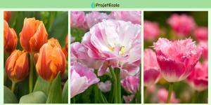 Types de tulipes