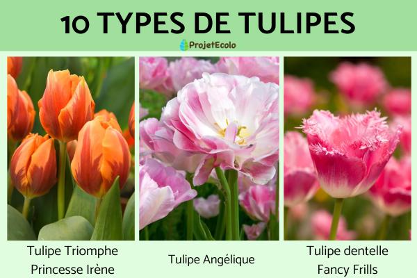 Types de tulipes