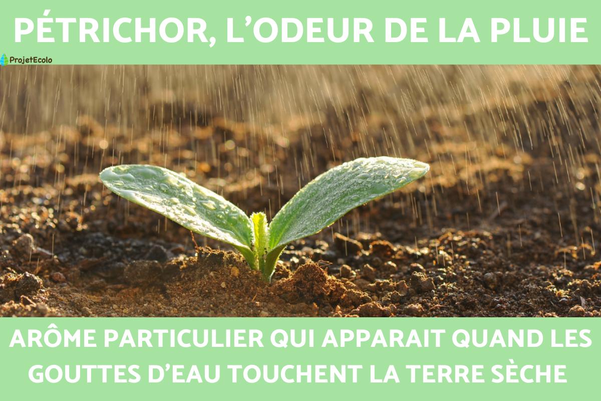 Pétrichor ou odeur de la pluie : définition, origine et pourquoi on l'aime