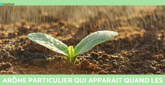 Pétrichor ou odeur de la pluie : définition, origine et pourquoi on l'aime