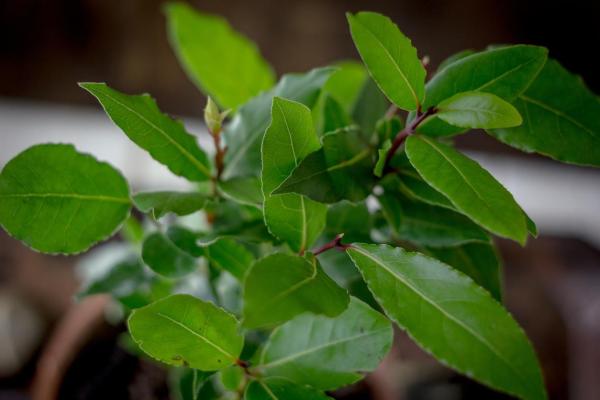 Entretien d'un laurier - Emplacement et climat pour un laurier