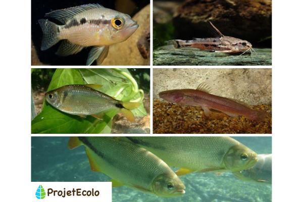 Les poissons d'eau douce : espèces, liste et images -