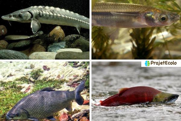 Les poissons d'eau douce : espèces, liste et images -