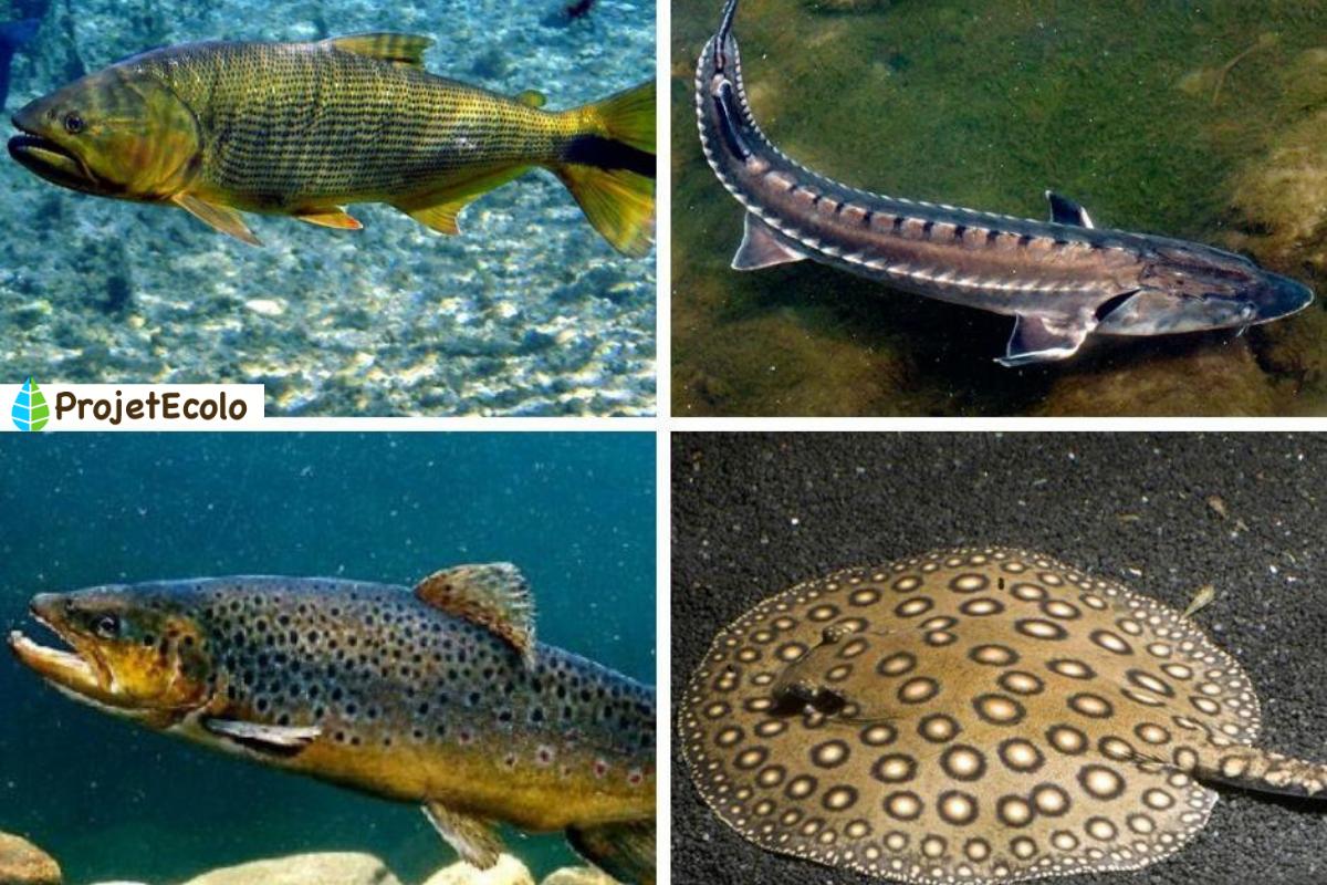 Les poissons d'eau douce : espèces, liste et images