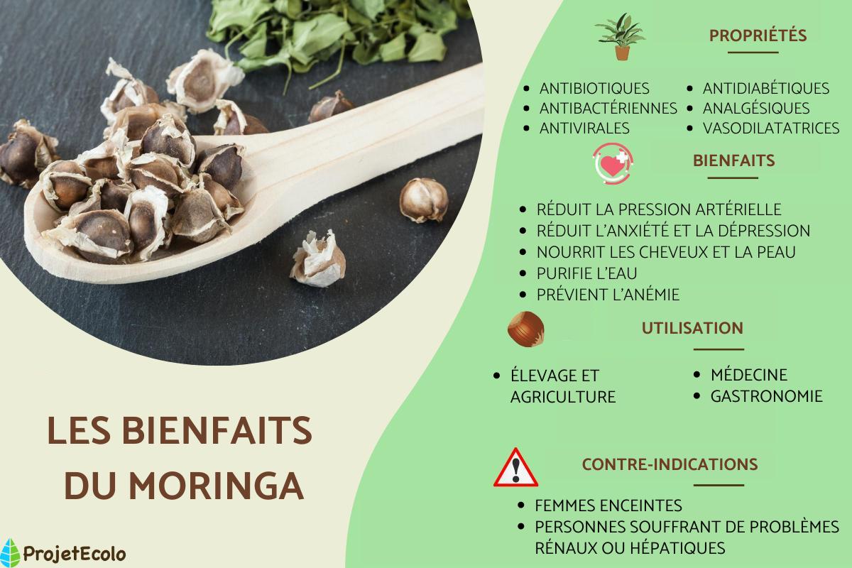 Moringa : bienfaits, utilisation et contre-indications
