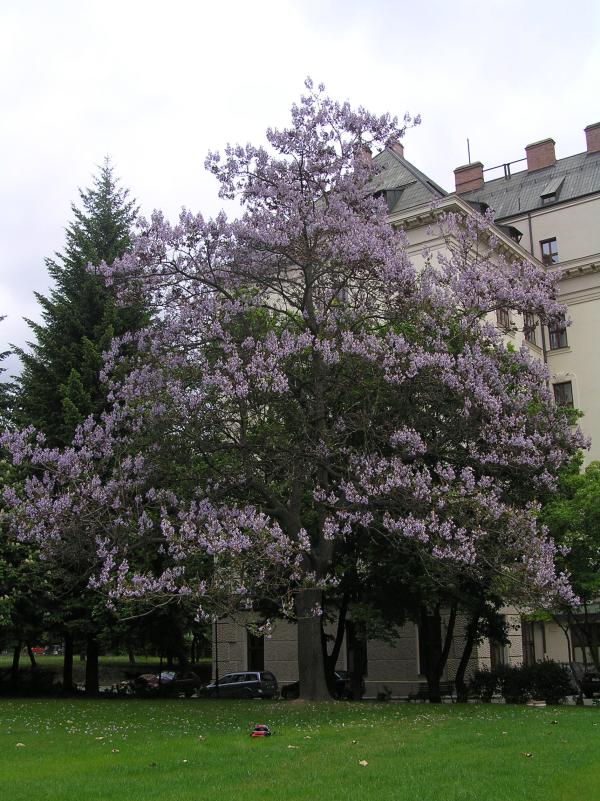 Quels sont les arbres qui poussent vite - Paulownia tomentosa 