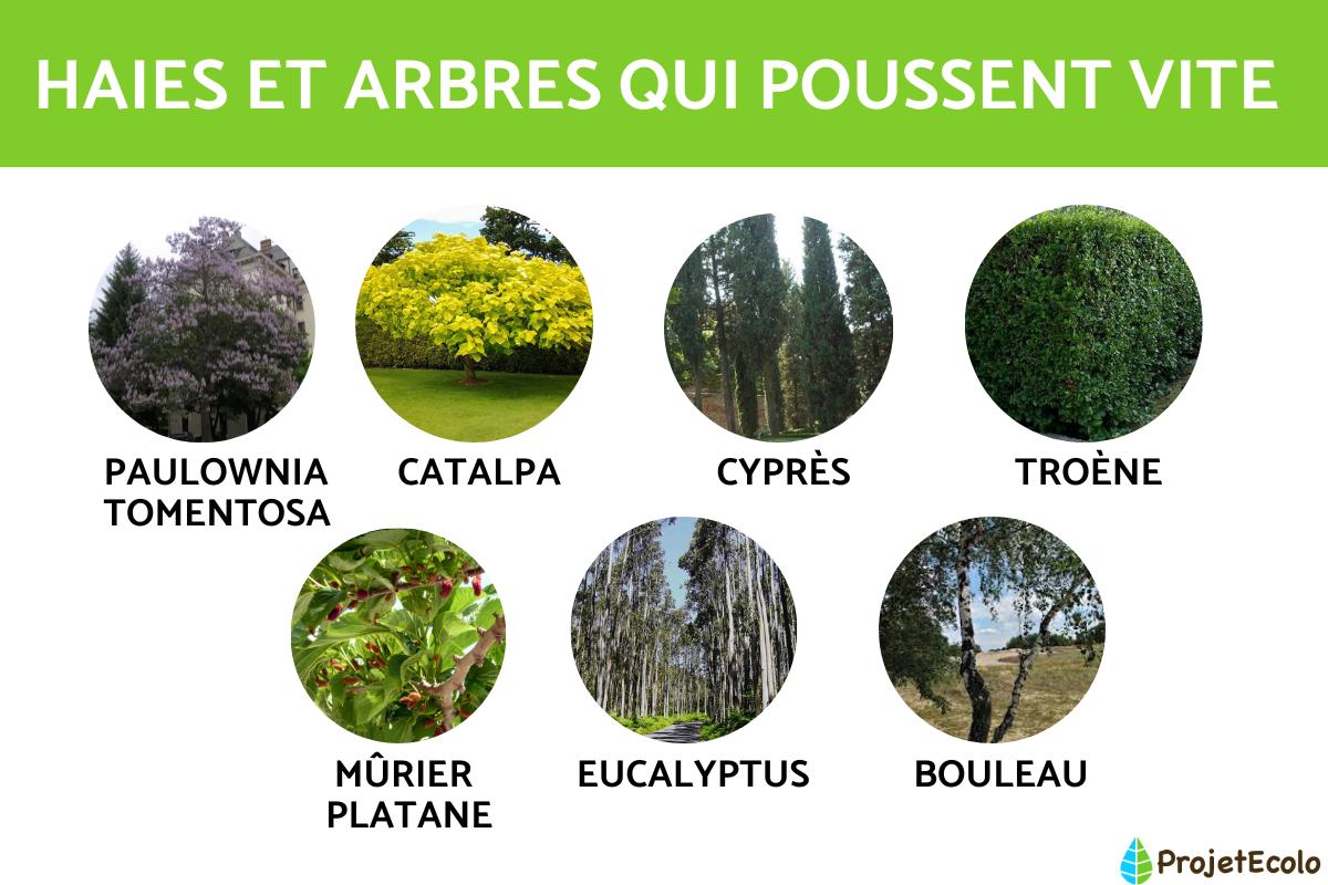 Quels sont les arbres qui poussent vite