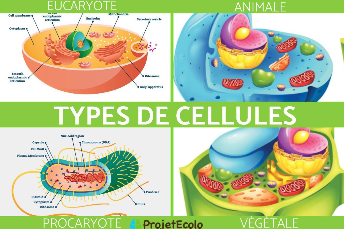 Types de cellules