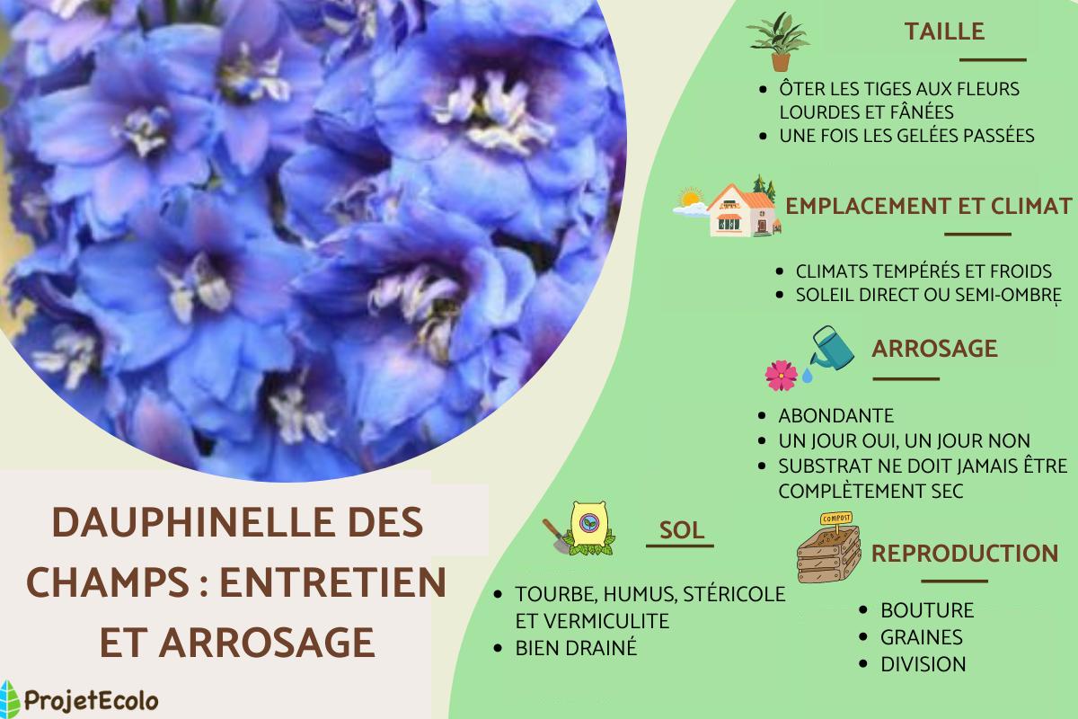 Dauphinelle des champs : Caractéristiques, plantation et entretien