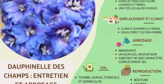 Dauphinelle des champs : Caractéristiques, plantation et entretien