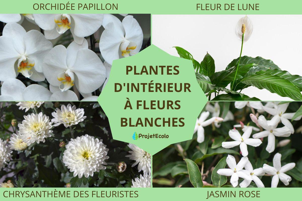 Plantes d'intérieur à fleurs blanches