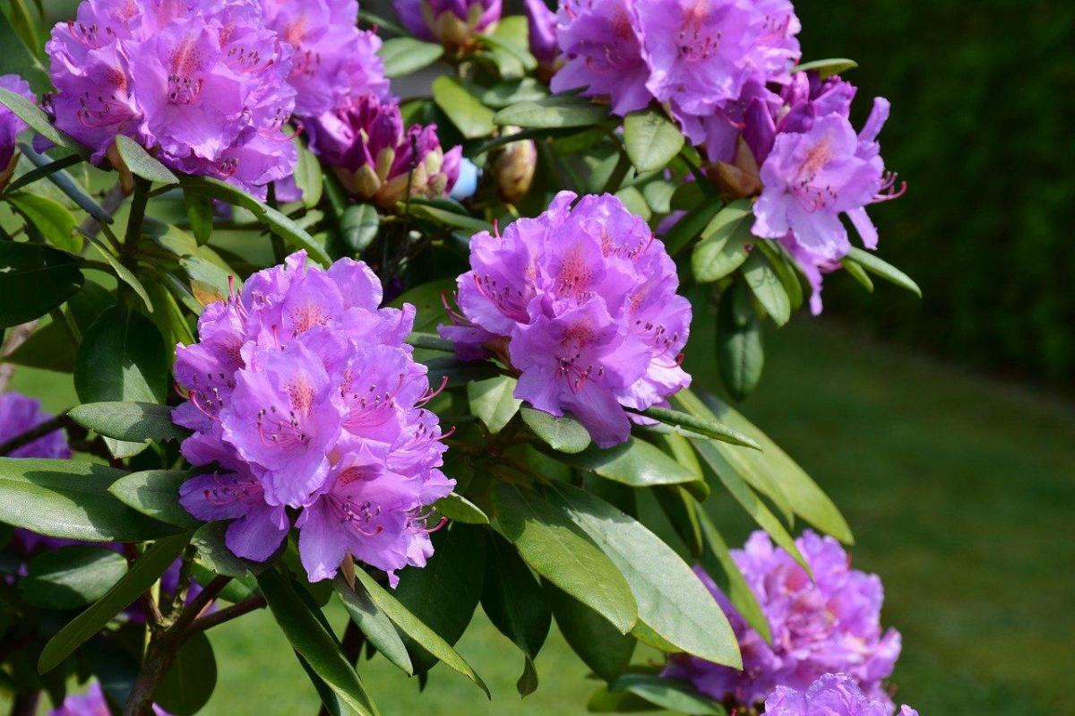 Entretien du rhododendron