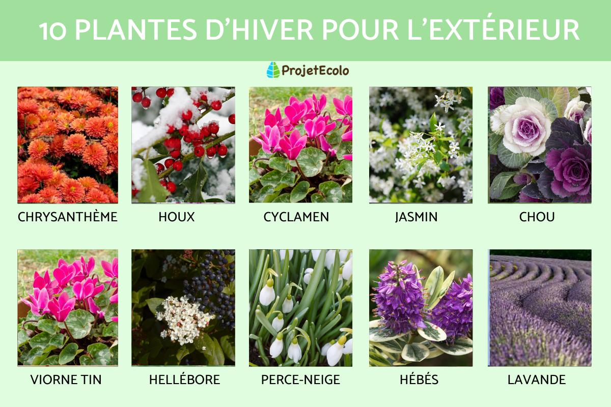 Plantes d'hiver pour l'extérieur
