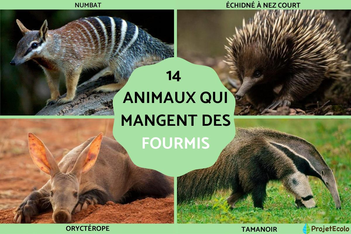 Animaux qui mangent des fourmis