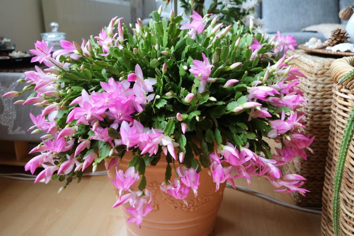 calathea helen kennedy Calathea Helen Kennedy | Buy Online - Stunning, Pet-Friendly Plant |  Mygreenscape