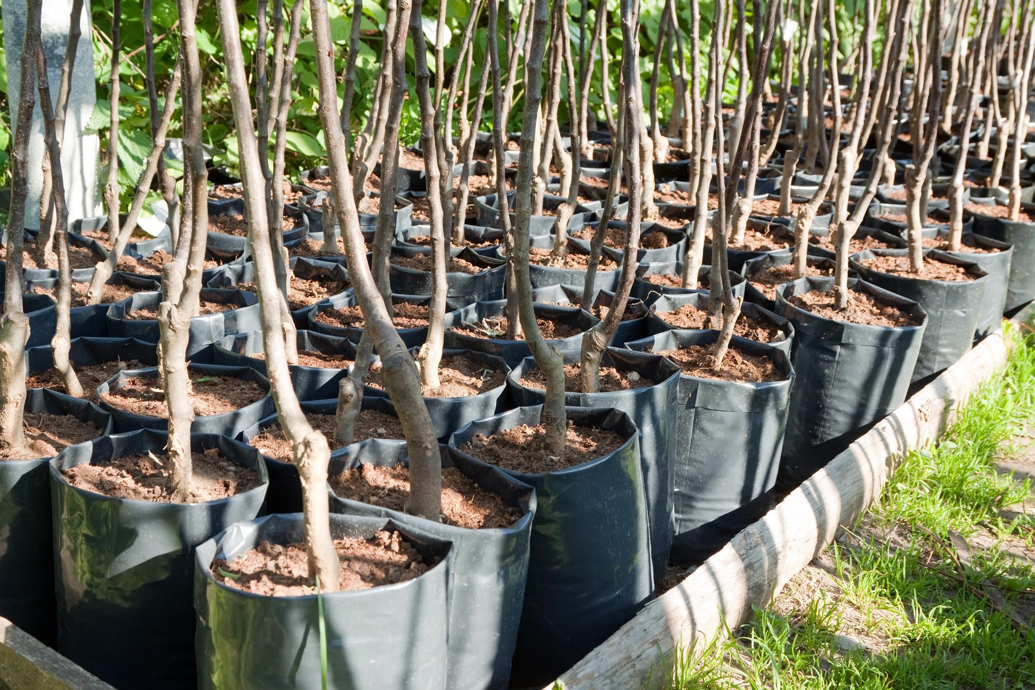 Amandier en pot Entretien et en planter un