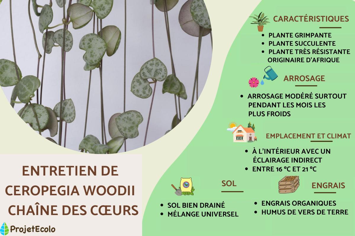 Ceropegia woodii ou chaîne des cœurs : entretien