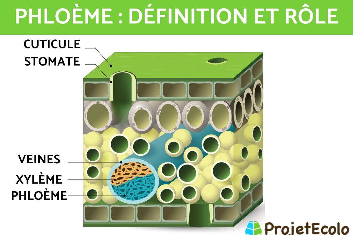 Phloème : Définition et fonction