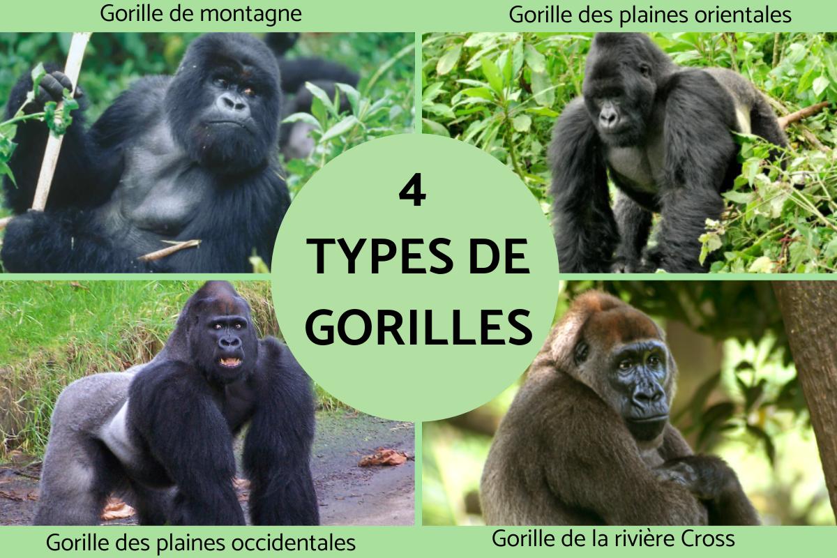 Types de gorilles