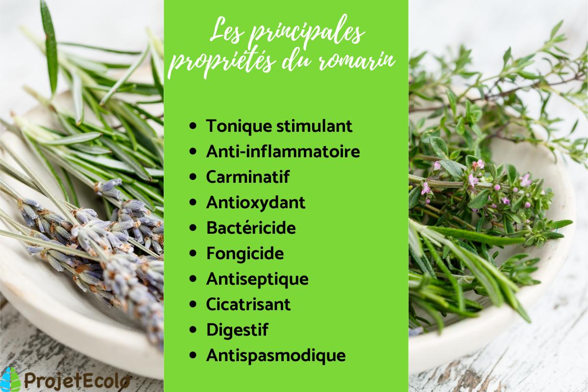 Propriétés du romarin : bienfaits, usages et préparation