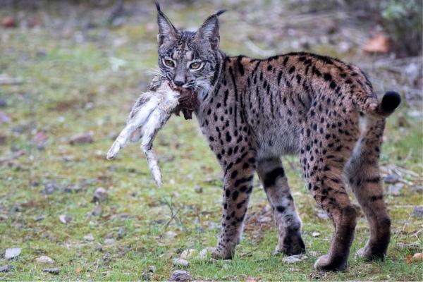 Lynx ibérique : répartition, habitat et taille - Il a une dépendance alimentaire à l'égard des lapins